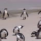 South Africa Penguins Come Up From Ocean At Boulders Beach - VideoHive Item for Sale