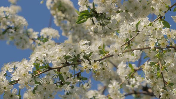 Prunus cerasus white blossoms against blue sky early spring 4K 2160p UltraHD slow tilting video - Ch