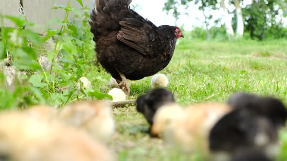 The Hen Grazes and Feeds Her Little Chicks in the Yard