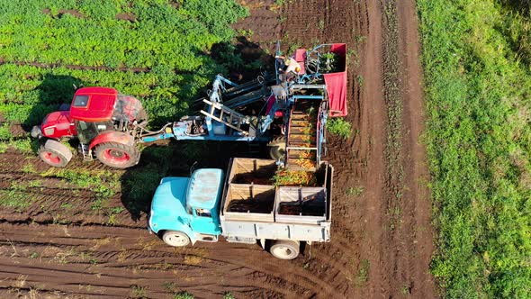 Carrot Harvest in the Countryside