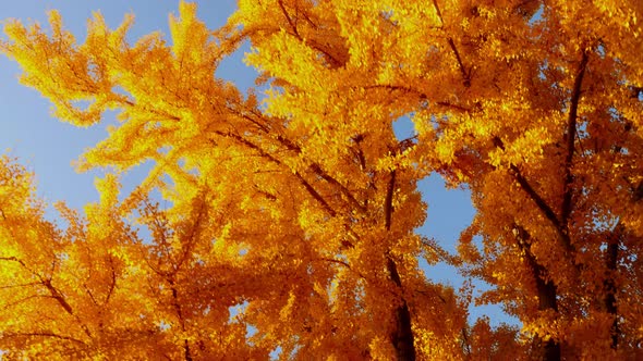 The bright yellow leaves of the Ginkgo Biloba tree in autumn