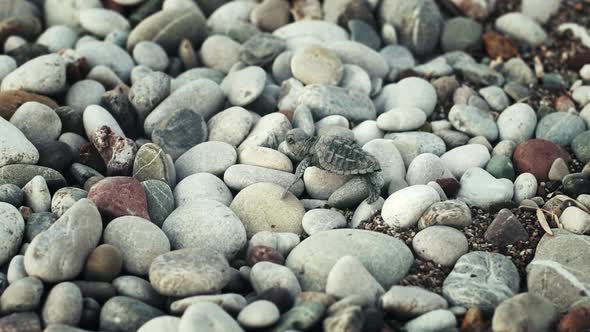 Little Turtle Crawling Over Large Stones. Baby Turtle Walking Along Seashore