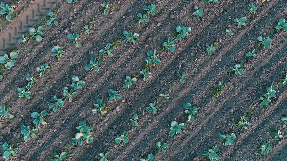 Diagonal Rows of Small Growing Seedlings Aerial View