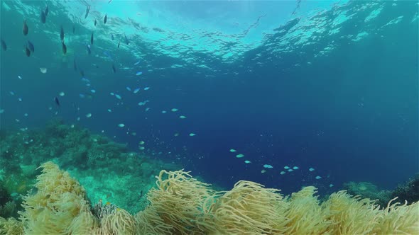 Coral Reef and Tropical Fish Underwater