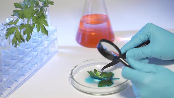 Female Biochemist Examine Plant Leaf Through Magnifying Glass in Lab