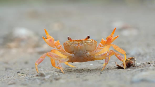 Land Crab in Defensive Position Annoyed By Aggressive Stick