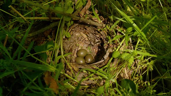 Bird Incubates Eggs in the Nest