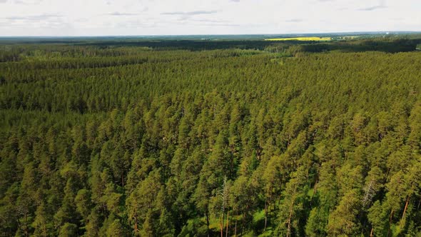 Forest massif from the view of the tower. Fire tower in the woods