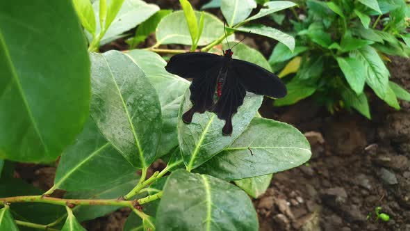 Close up of black and red Pachliopta Kotzebuea, or Pink Rose Butterfly on leaf