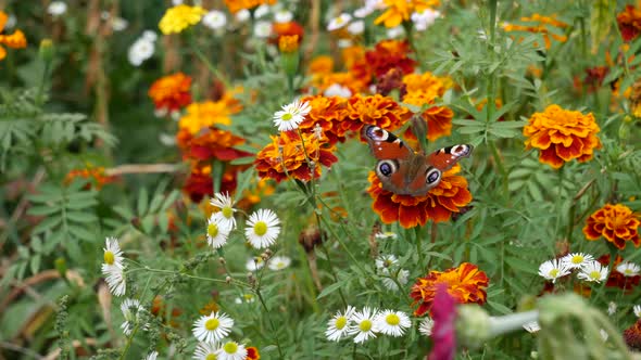 A Peacock Butterfly On A Marigold Flower Eats Nectar.