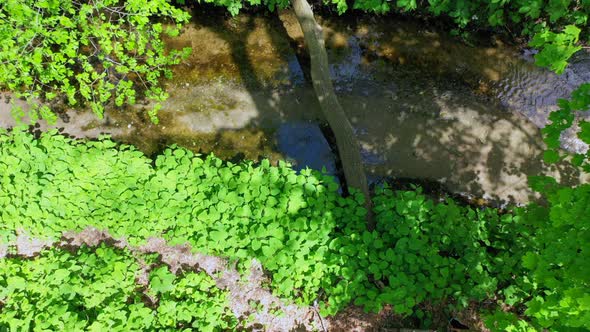 A low angle shot to start, over an over grown hiking path with a drone. The camera boom straight up