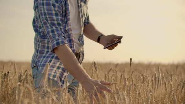 Young Male Farmer Holding Tablet in Wheat Field