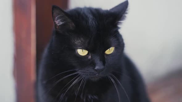 A Beautiful Fluffy Black Cat with Bright Yellow Eyes Looks Attentively Around