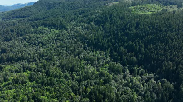 Aerial shot tilting up from a lush green forest to reveal a tall tree covered mountain range.