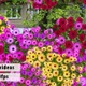 Corner Flower Frames And One Transition - VideoHive Item for Sale