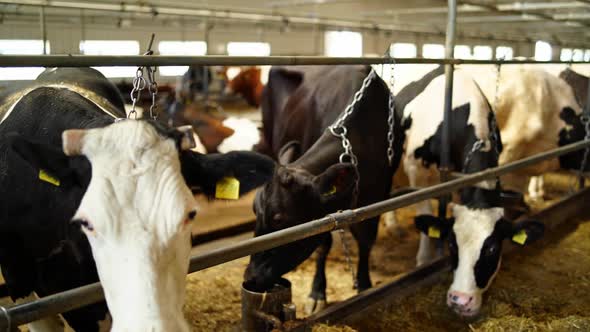 Row of different cows in a cowshed