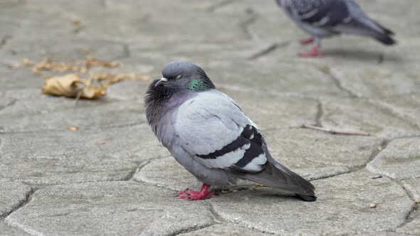 Gray pigeon bird in city park close-up