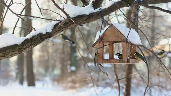 Hungry Birds Eat Food From Hanging Feeder on Sunny Winter Day in Park