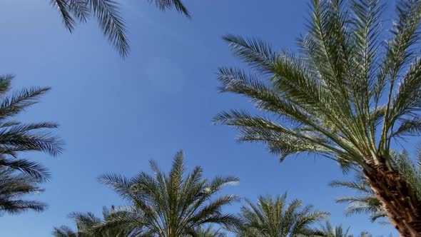 Camera looks up as it moves past rows a palm trees