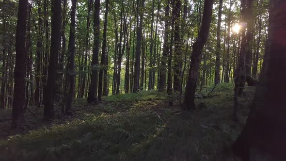 Forest in Morning Sun Light