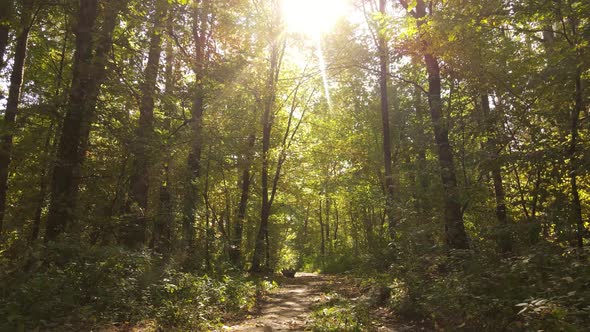 Forest with Trees in the Fall During the Day