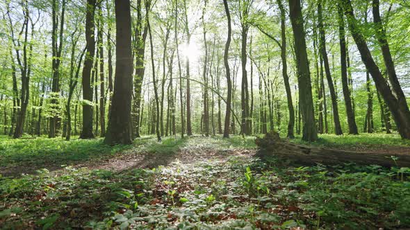 A Cyclist is Riding Along a Forest Path