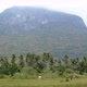 Cattle Eating Grass In Field With Row Of Tree And Mountain behind In Cloudy Day - VideoHive Item for Sale