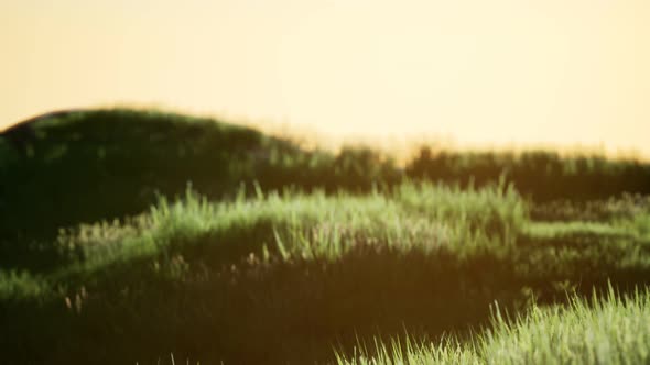 Green Field at Sunrise with Blue Sky