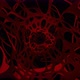 Moving Through Red Organic Tunnel Loop 3D Render - VideoHive Item for Sale