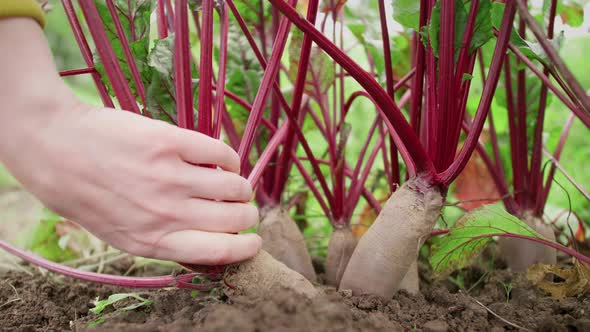 Farm Vegetables