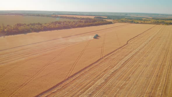 Aerial View on the Harvesters Working on the Large Wheat Field. Harvesting Agricultural Golden Ripe