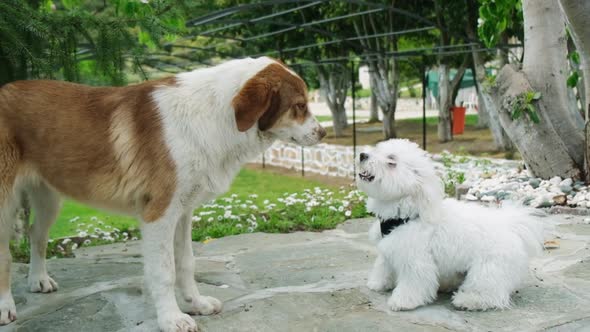 Slow motion of small Maltese dog barking on a bigger dog.