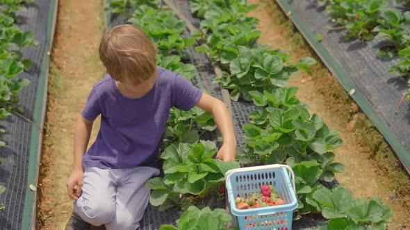 A Little Boy Collects Strawbery on an Eco Farm. Ecoturism Concept