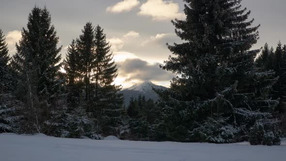 Winter in the Spruce Forest