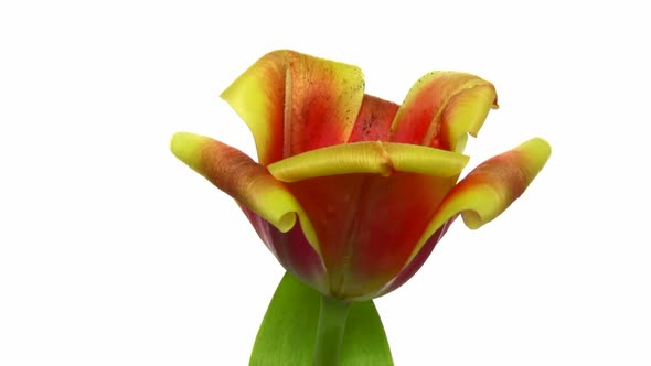 Rotating red-yellow tulip flower, seamless loop