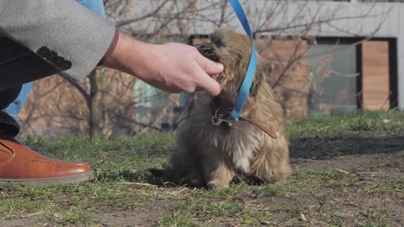 Little Dog with Funny Stuck Out Tongue Enjoys Walking Time