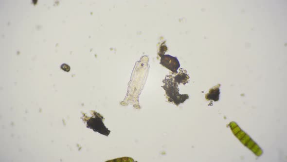 Video Of A Bdelloid Rotifer Under The Microscope