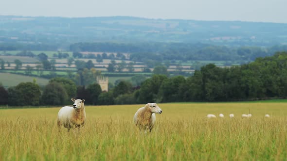 Sheep farming on a farm, with flock of sheep grazing and eating grass in field in the rural countrys