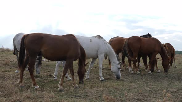 Herd Of Beautiful Wild Horses In Nature 