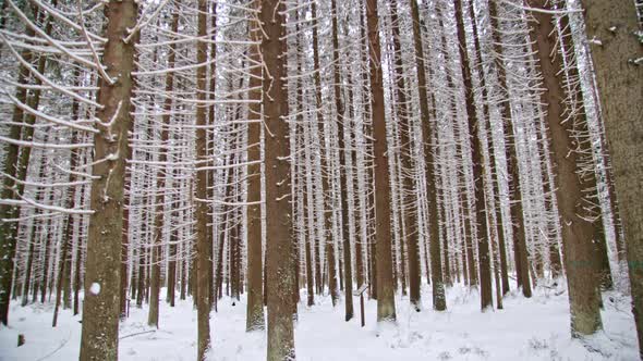 Textured Forest Walk Through the Snowcovered Spruce Forest Among the Same Trees with Dry Branches of