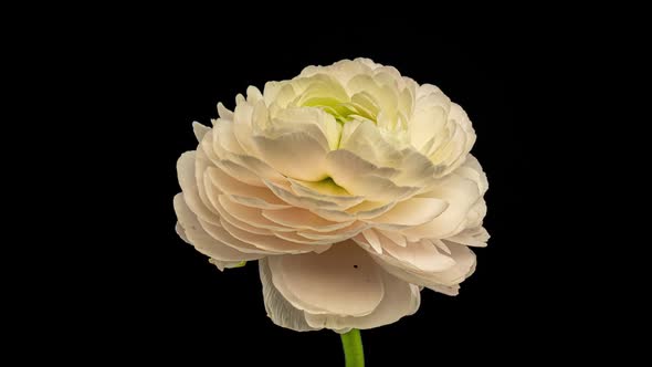 Beautiful White Ranunculus Blooming on Black Background