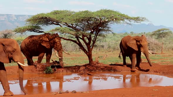 A small group of elephants, Loxodonta africana wrestle? for dominance at a small waterhole during wi