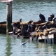 Sea lions on Pier 39 - VideoHive Item for Sale