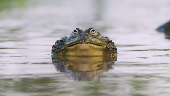 Closeup Portrait Of African Bullfrog On The Pond During Mating Season. Selective Focus Shot