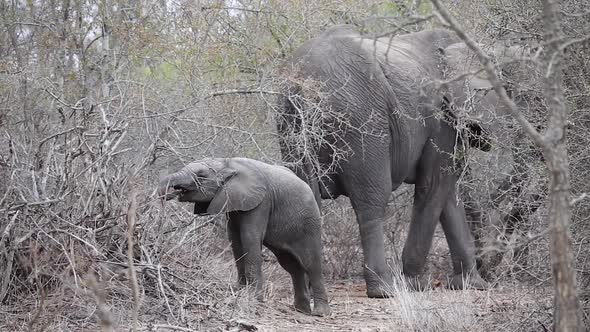 baby elephants eats in drought