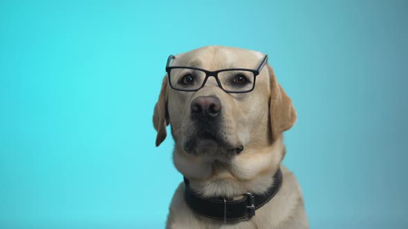 Funny Pedigreed Dog in Eyeglasses Posing on Camera