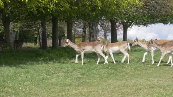 Herd of Fallow Deers Walked Towards The Shade Of Tree In Phoenix Park, Dublin, Ireland. - wide shot