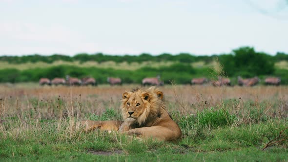 African Male Lion Brothers Play Fighting In The Grassland The Look At Camera. - wide