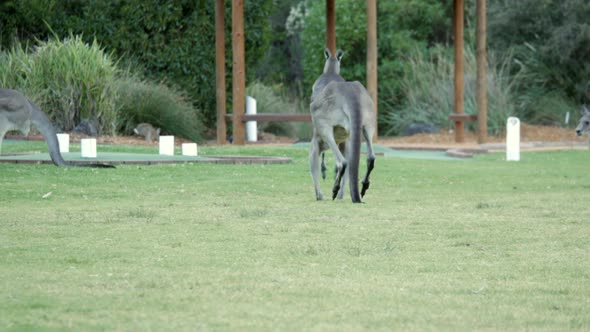 Australian kangaroo's grazing in a township park land. Male and female bound away looking for more f