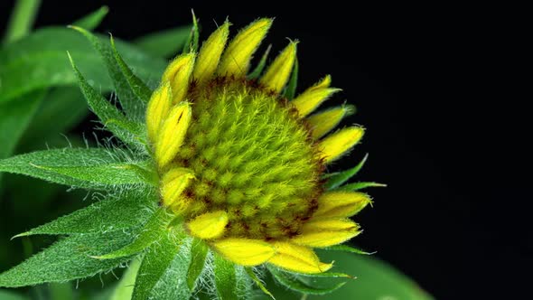 Time Lapse of Gaillardia Bloom Closeup Shot on Black Background Beautiful Gaillardia Flower Blooms